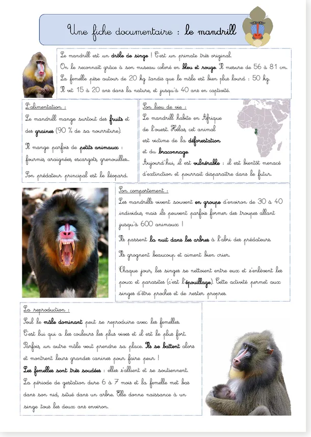Fiche documentaire mandrill CE1