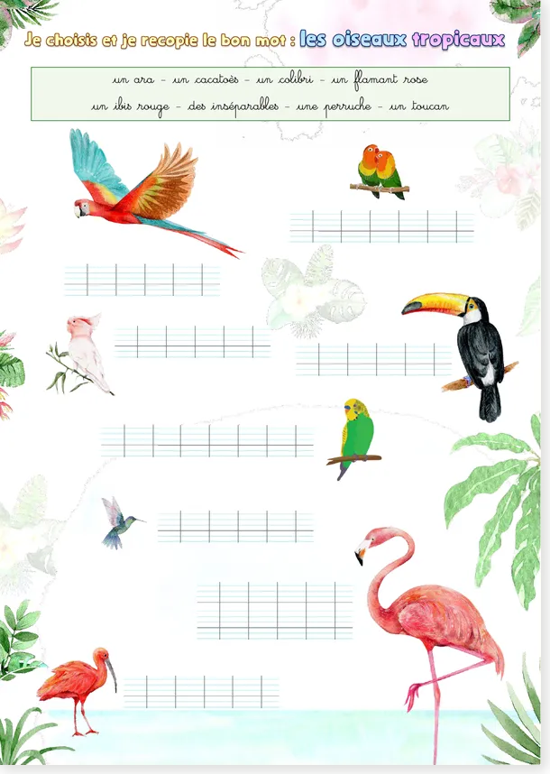 Oiseaux tropicaux CE1