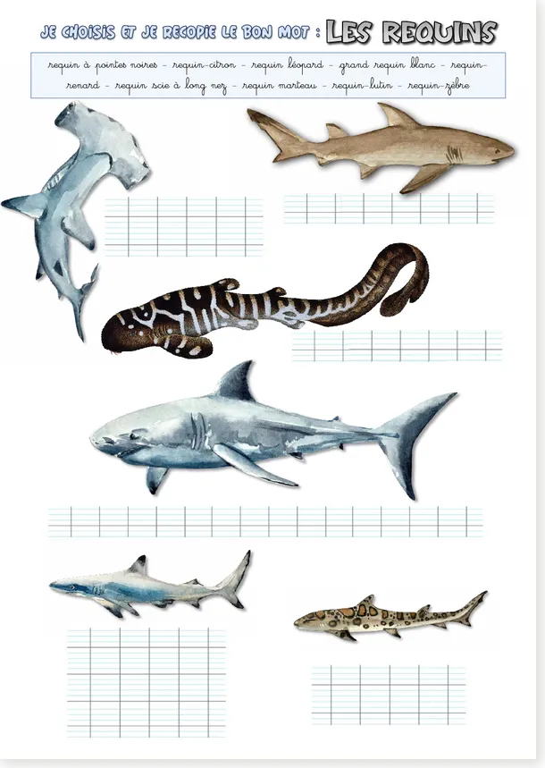 Requins CE1